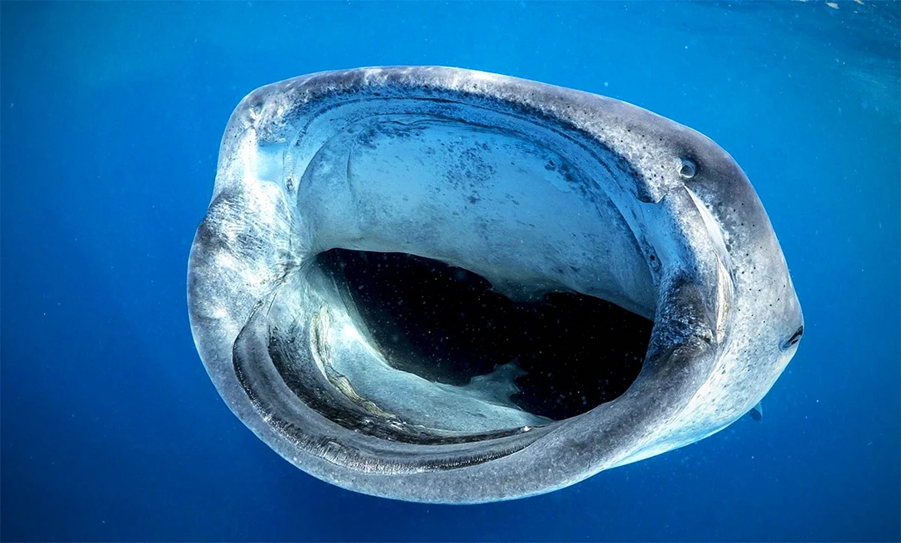 Китовая акула пасть