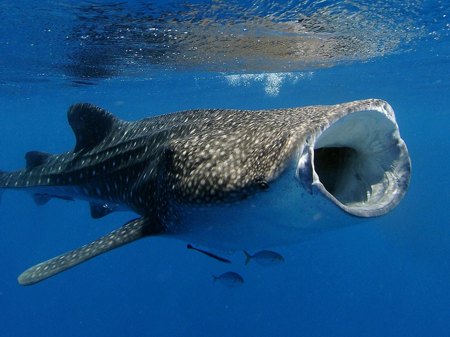 Китовая акула питается планктоном