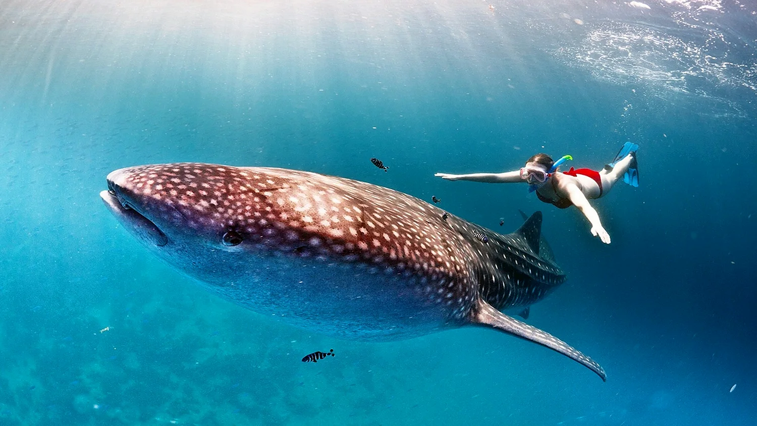 Китовая акула самая большая рыба в мире