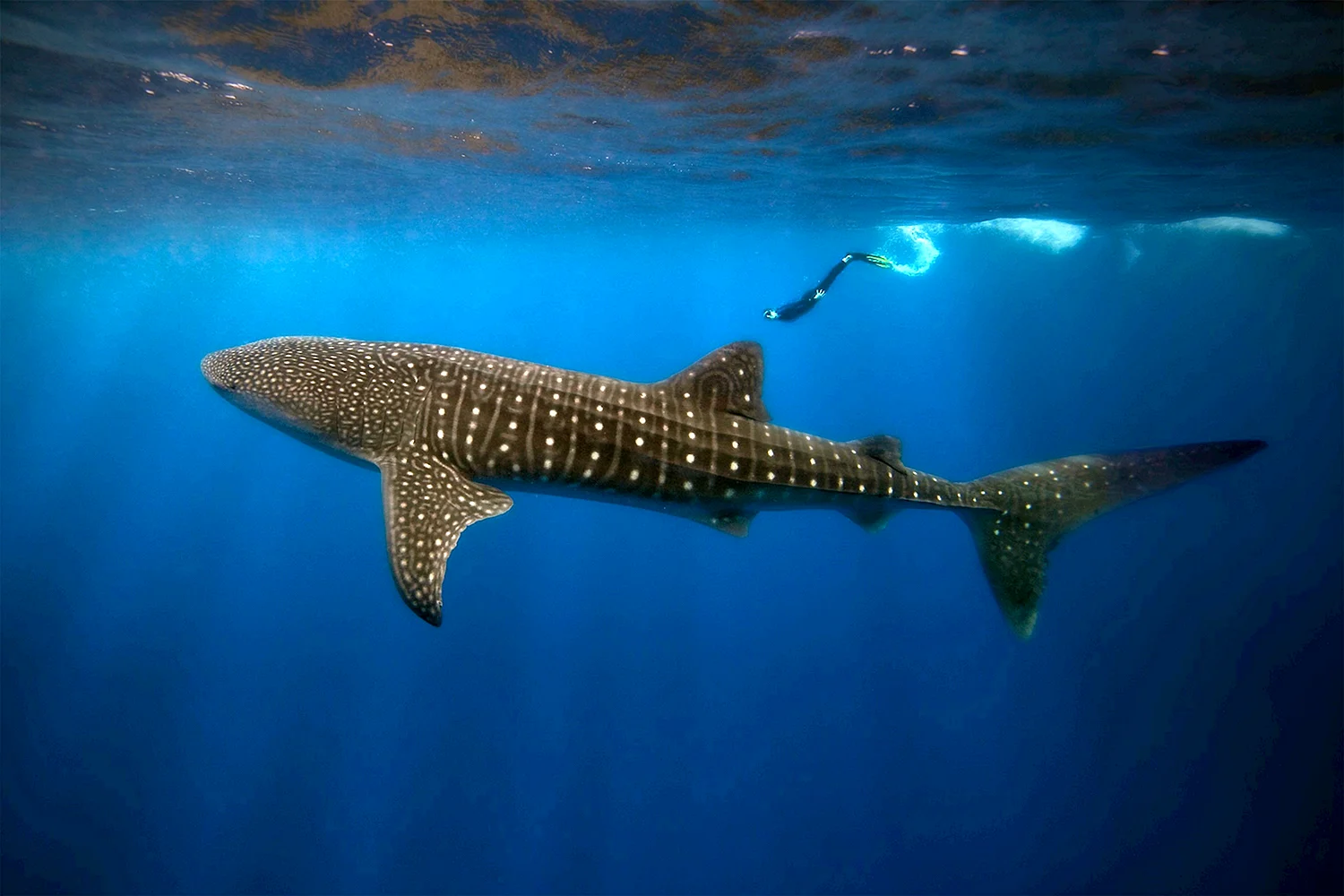 Китовая акула Шарм-Эль-Шейх