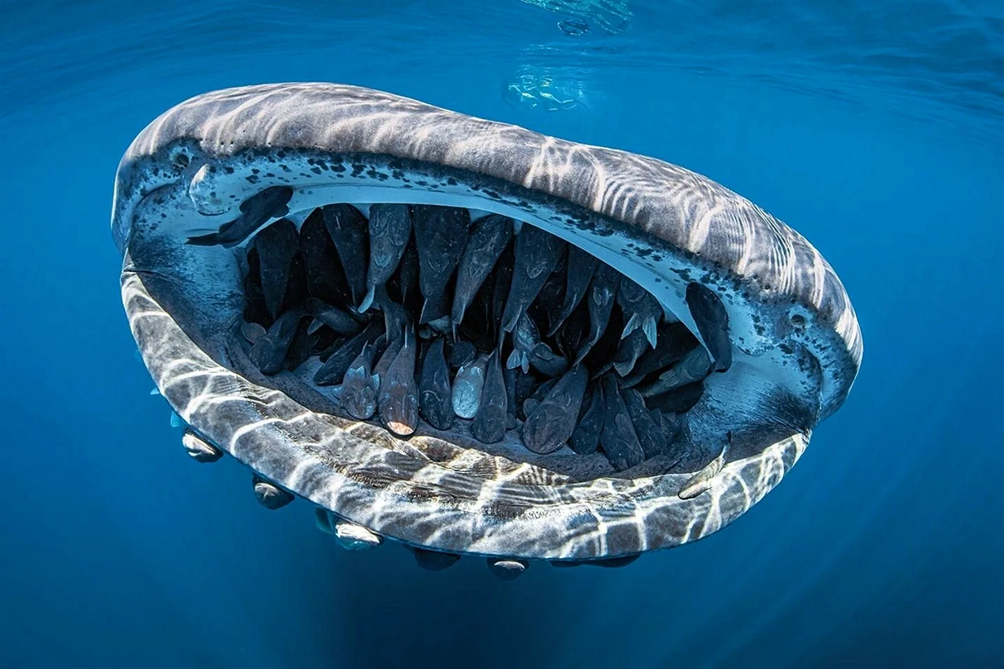 Китовая акула зубы