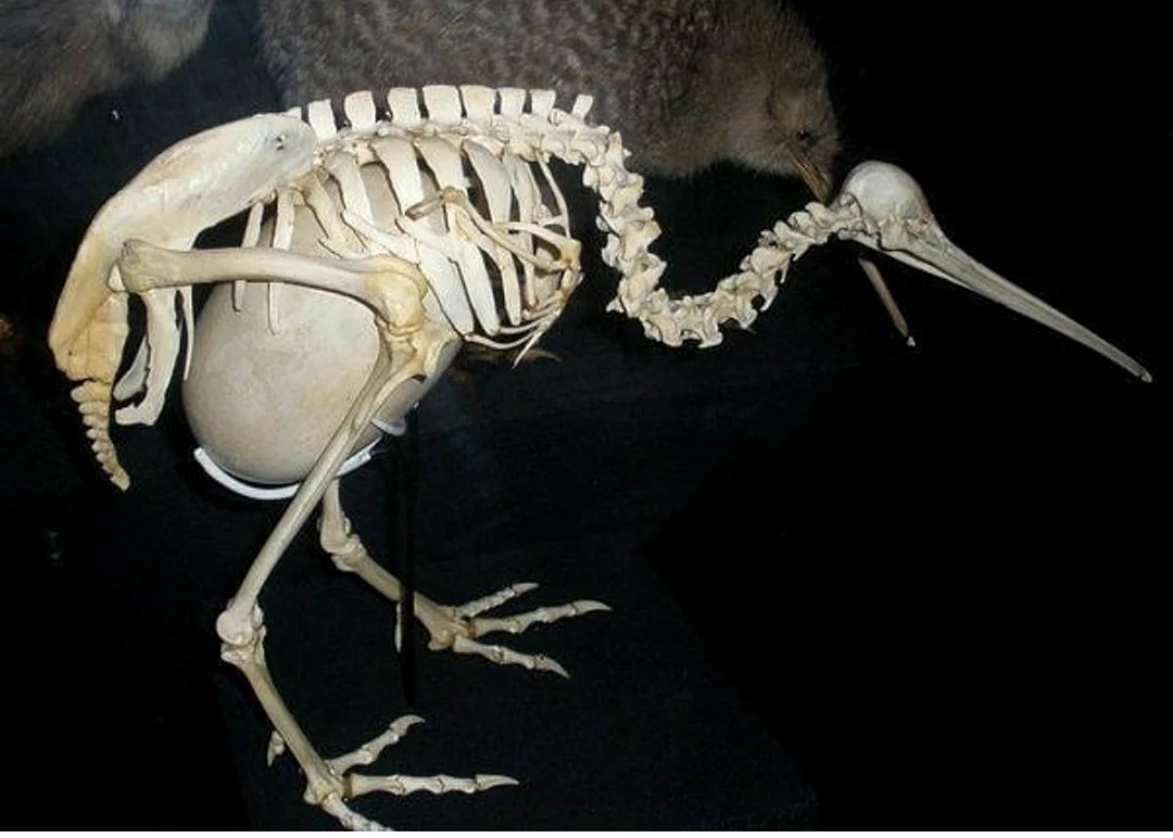 Киви птица скелет