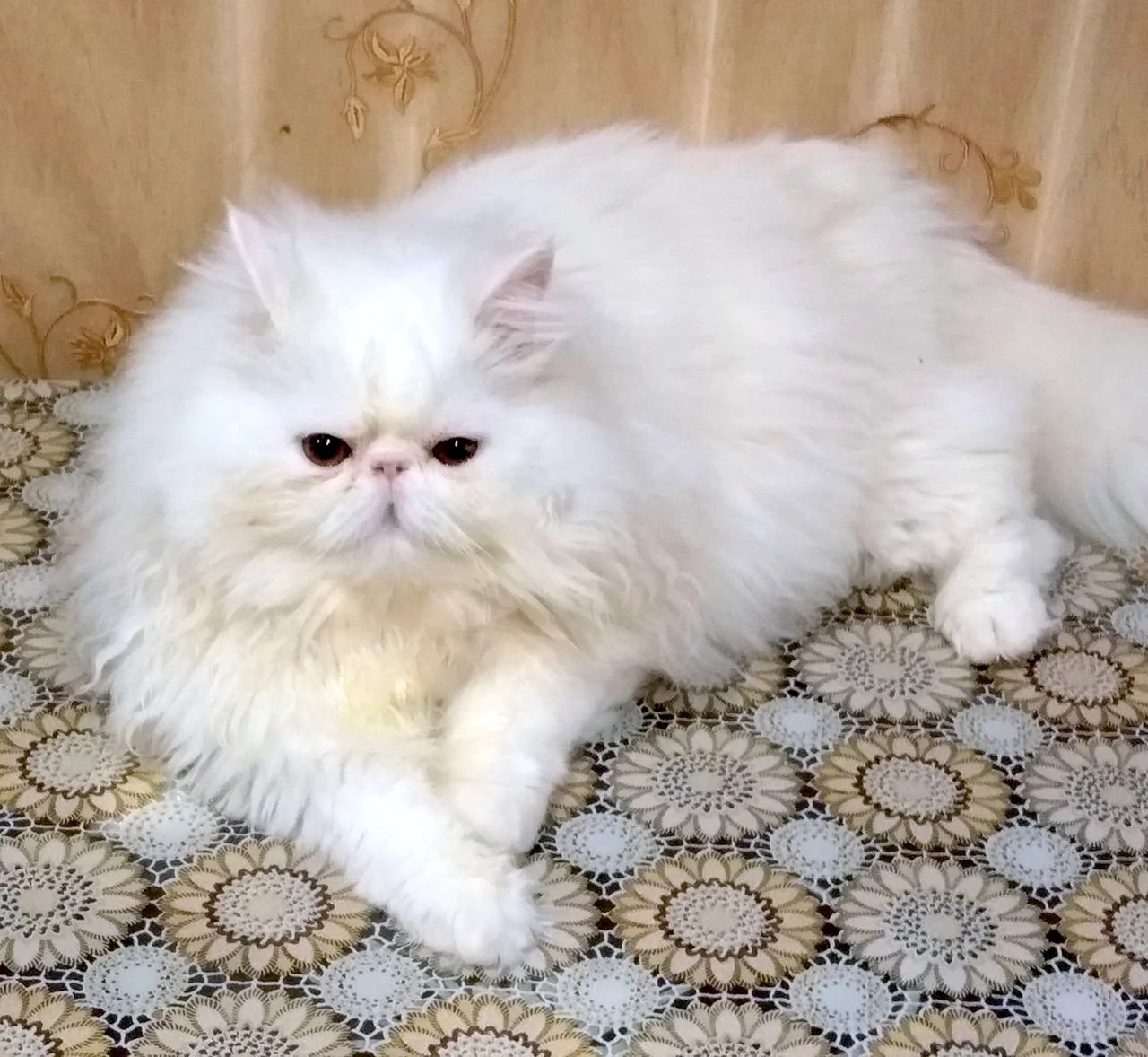 Классический белый персидский кот