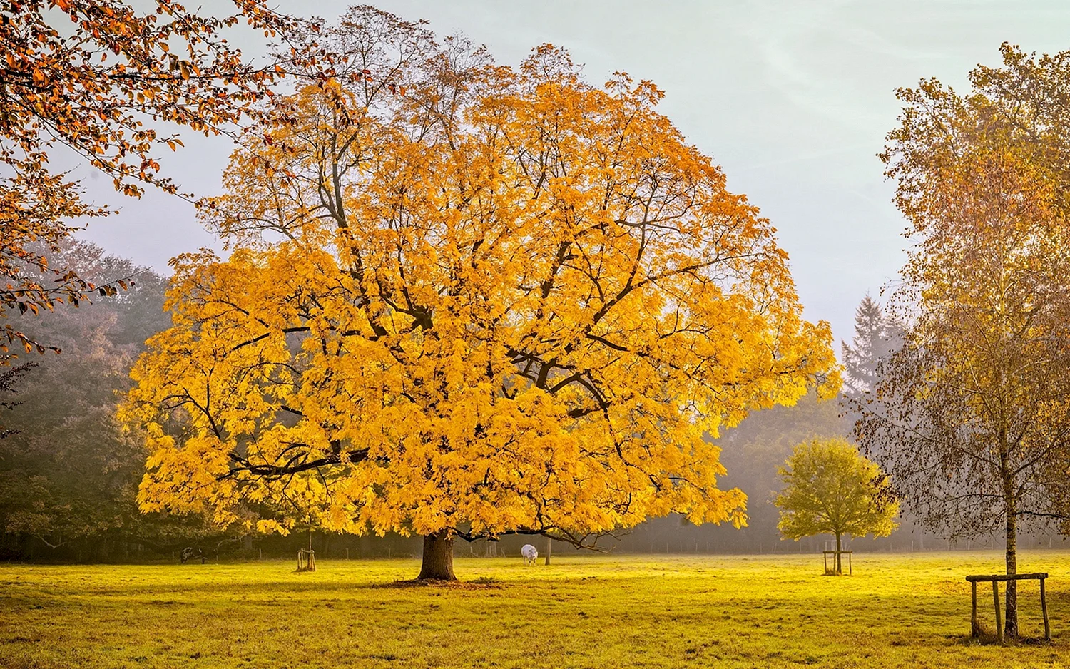 Клен желтый дерево