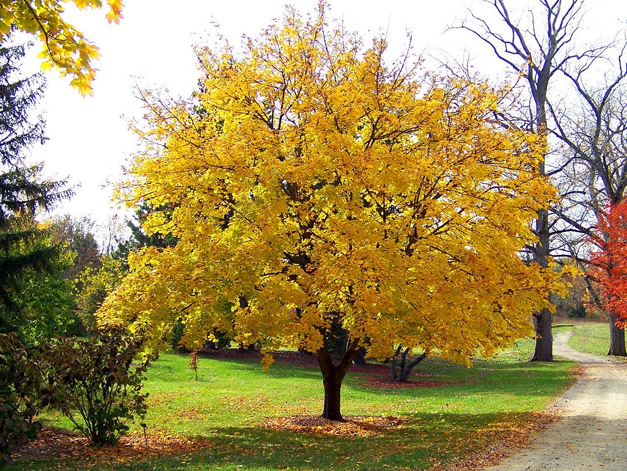 Клен желтый дерево