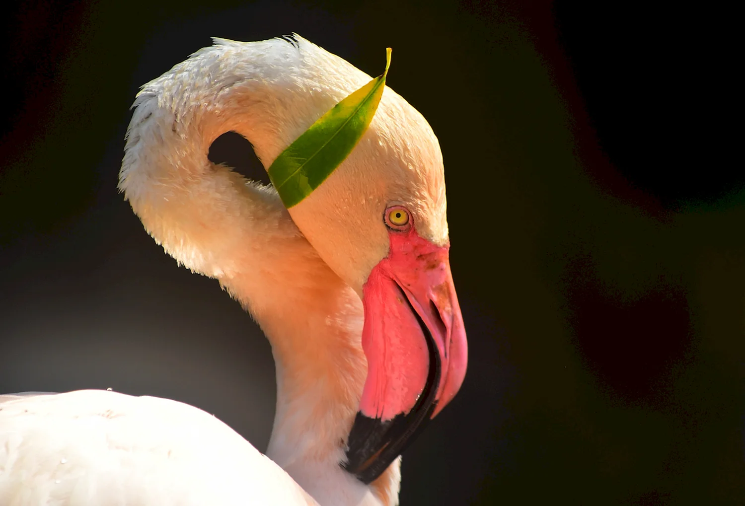 Клюв Фламинго