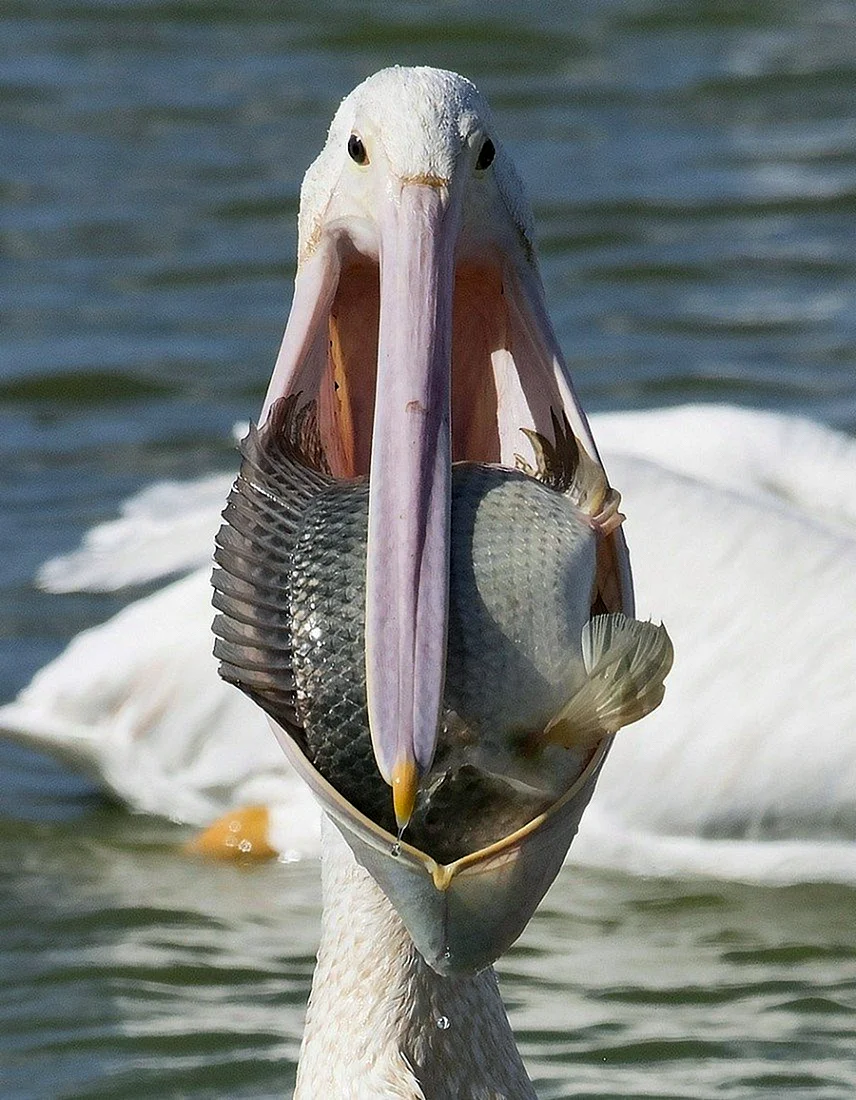 Клюв пеликана