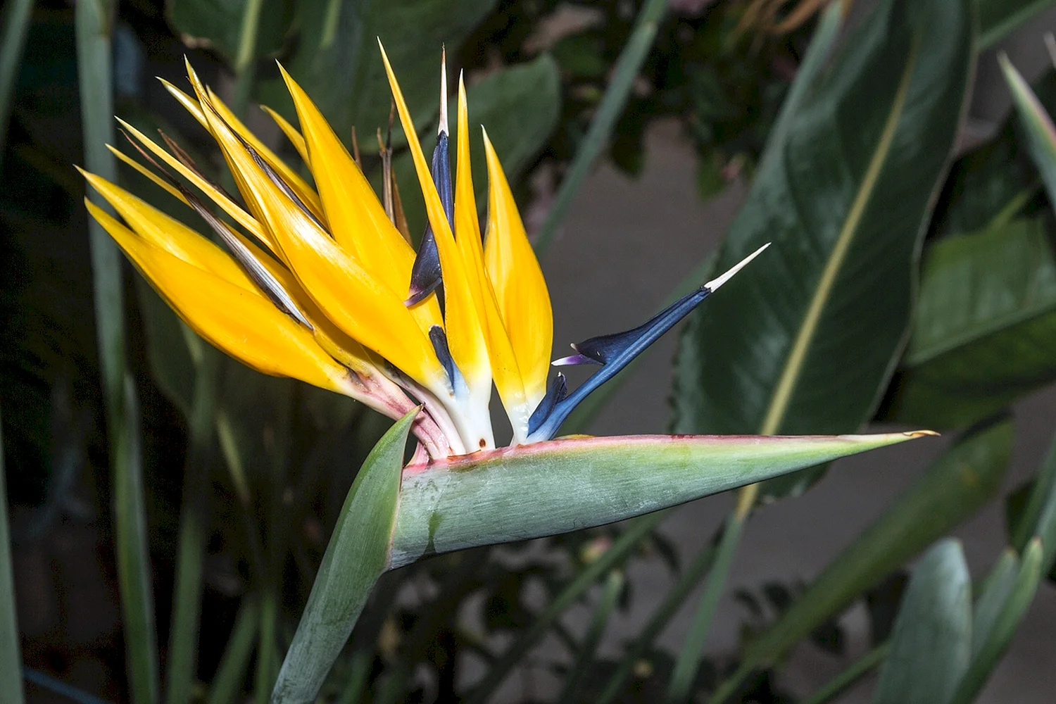 Клюв попугая растение