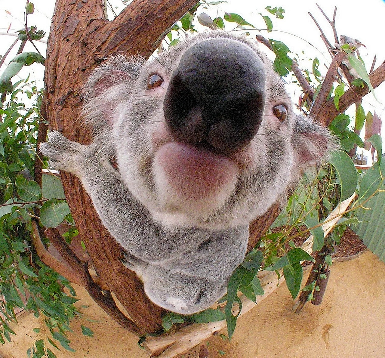 мокрый коала