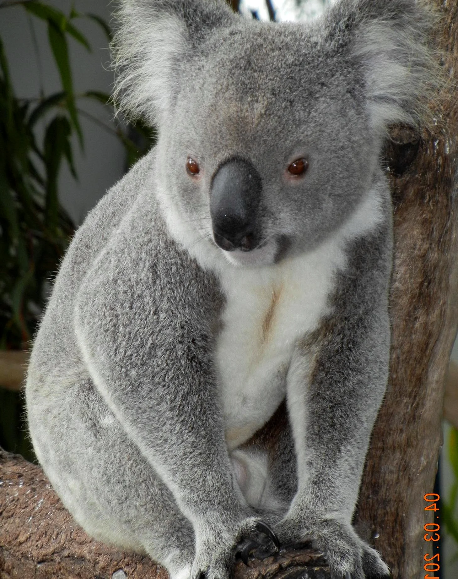 Коала мокрая коала. Лысая коала. Мокрая коала. Промокшая коала.