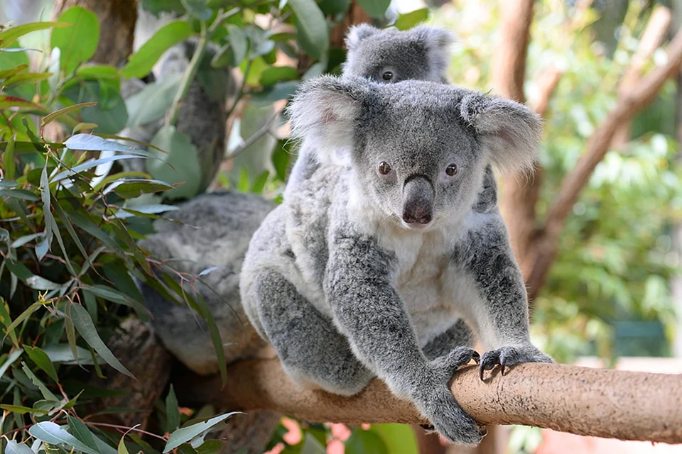 Koala-1999 Australia