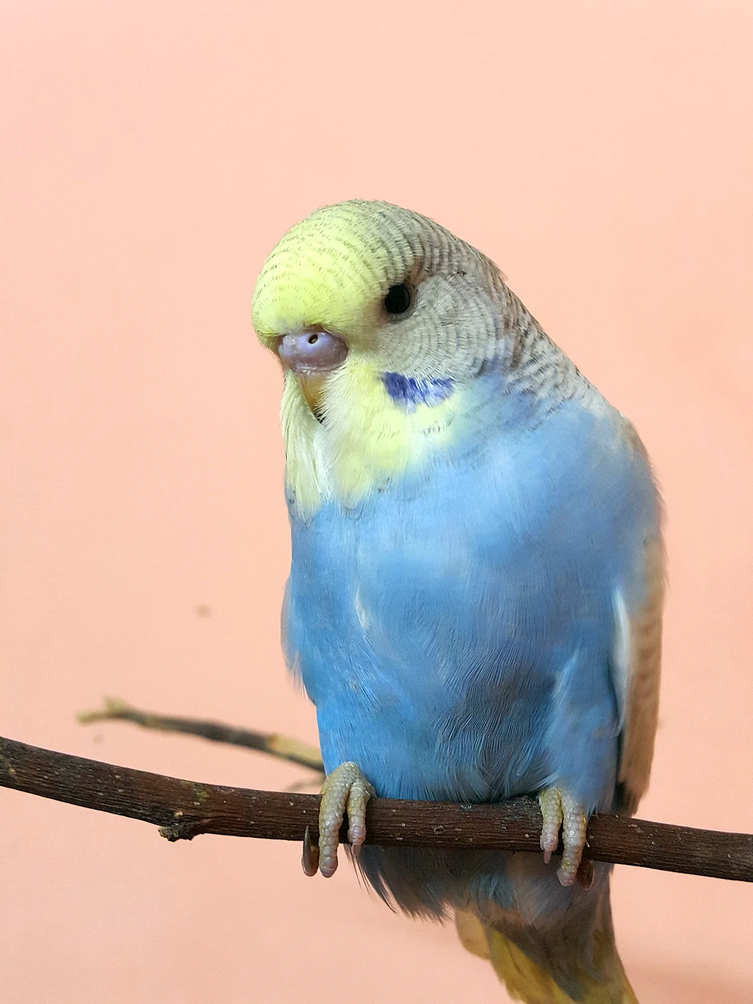 Кобальтовый волнистый попугай