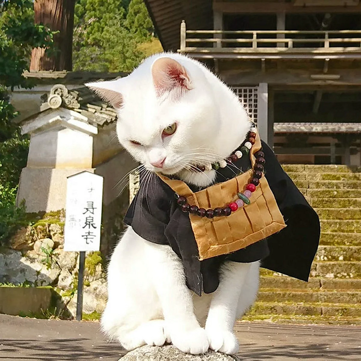 Коюки японский кот
