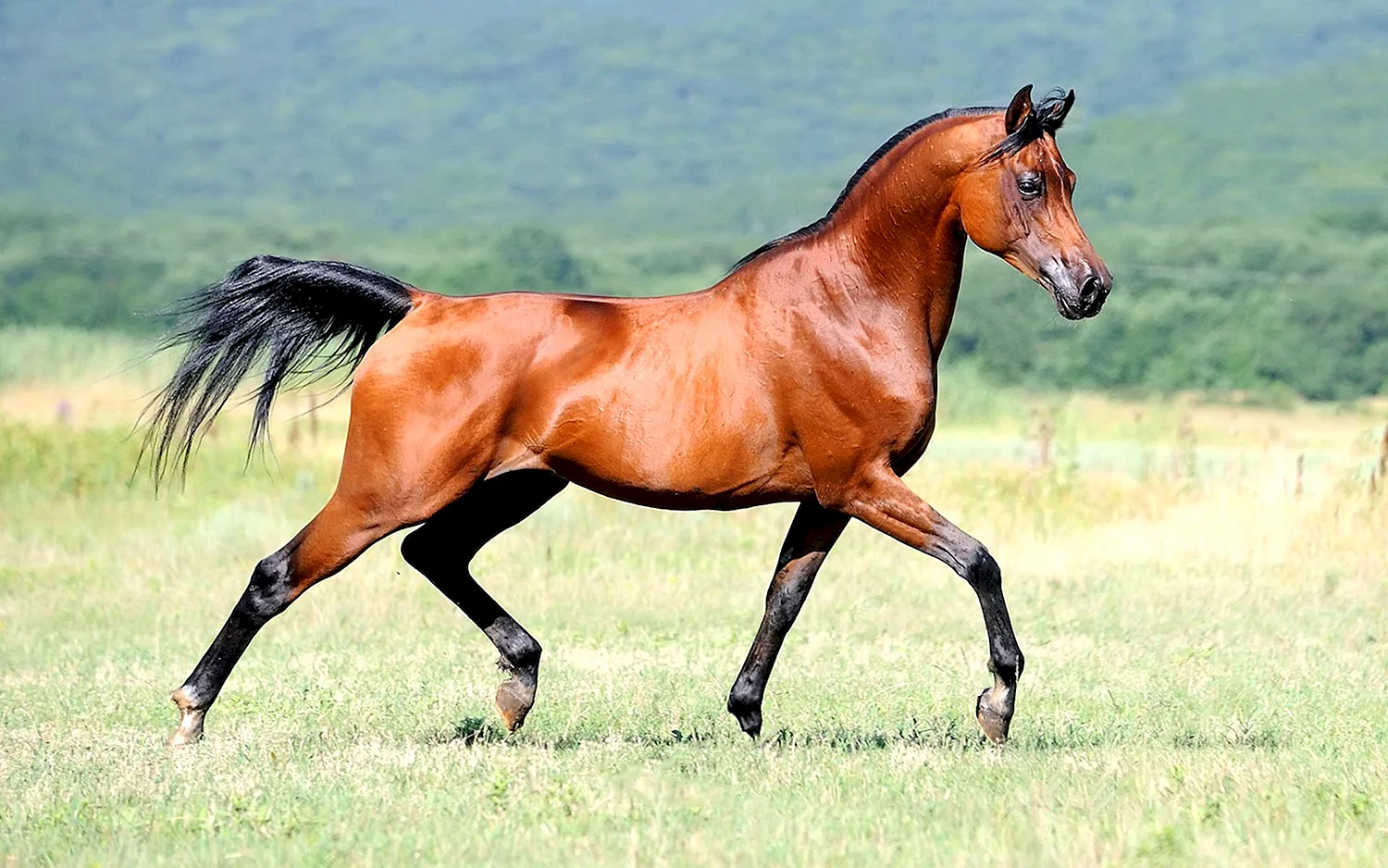 Кохейлан арабская лошадь