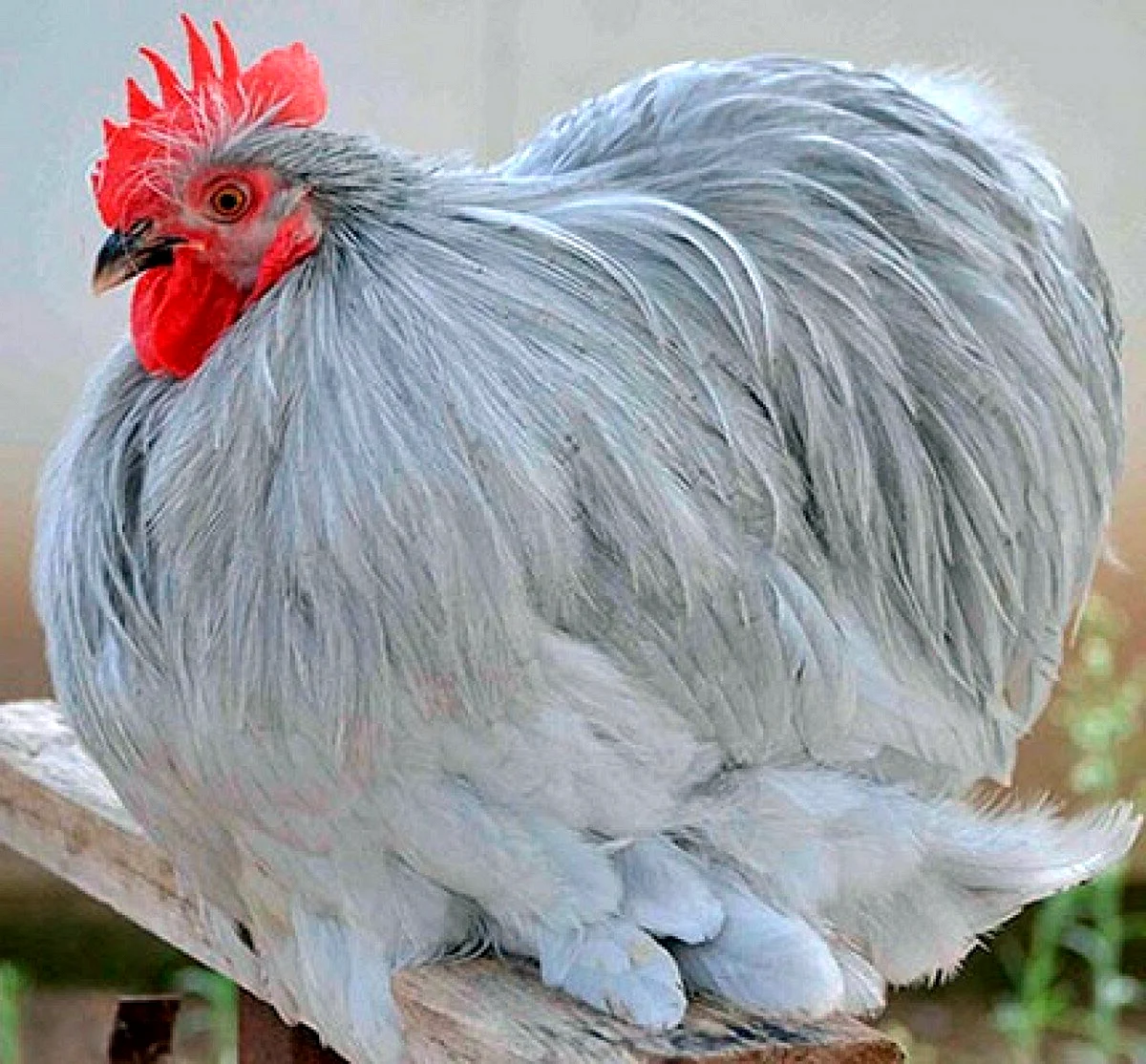 Кохинхины куры