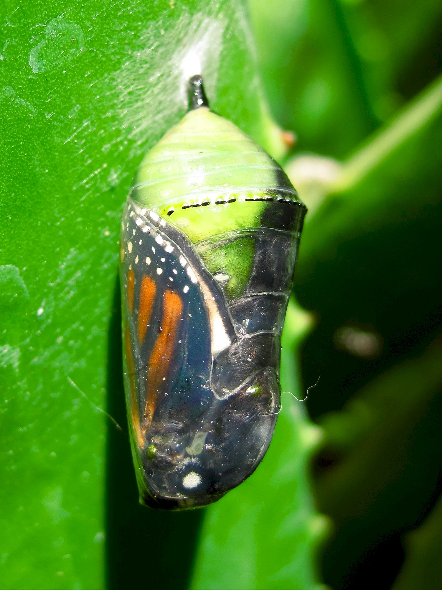 Кокон бабочки капустницы