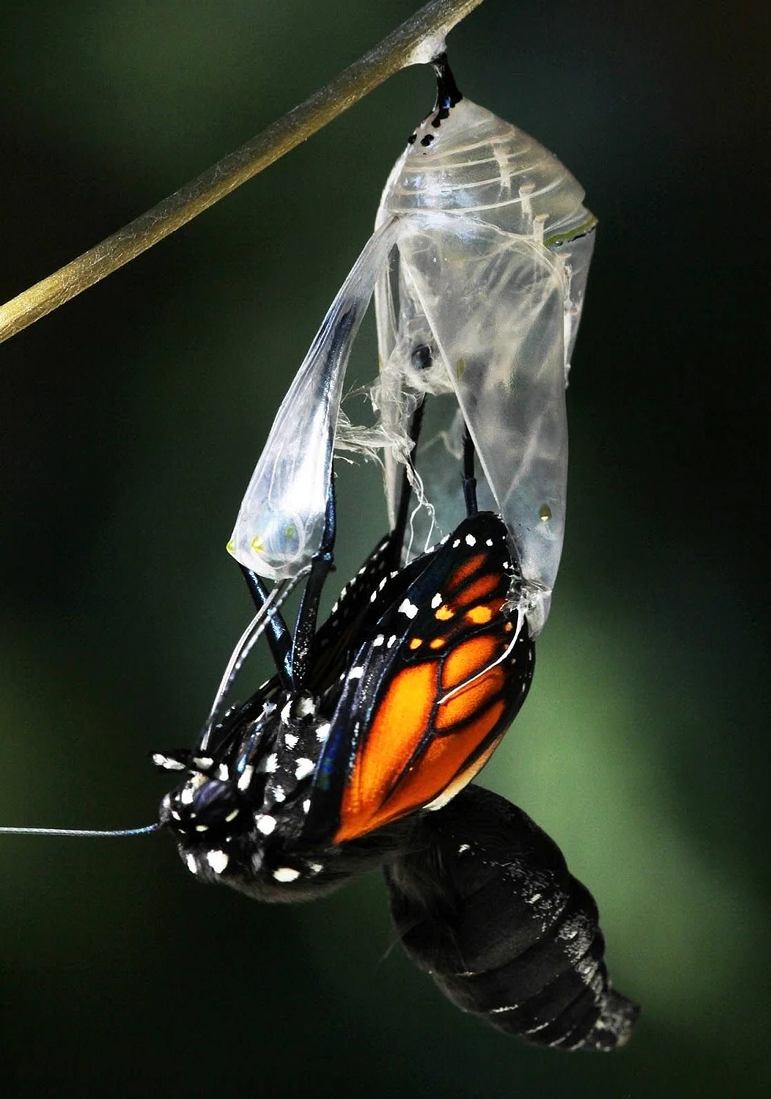 Кокон бабочки Монарх