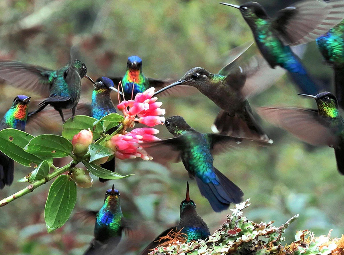 Колибри Южной Америки