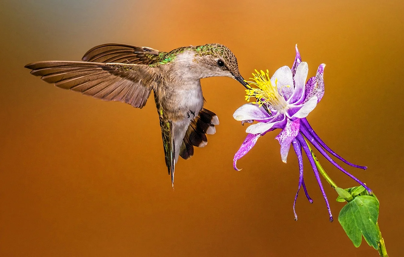 Колибри опыляет цветы