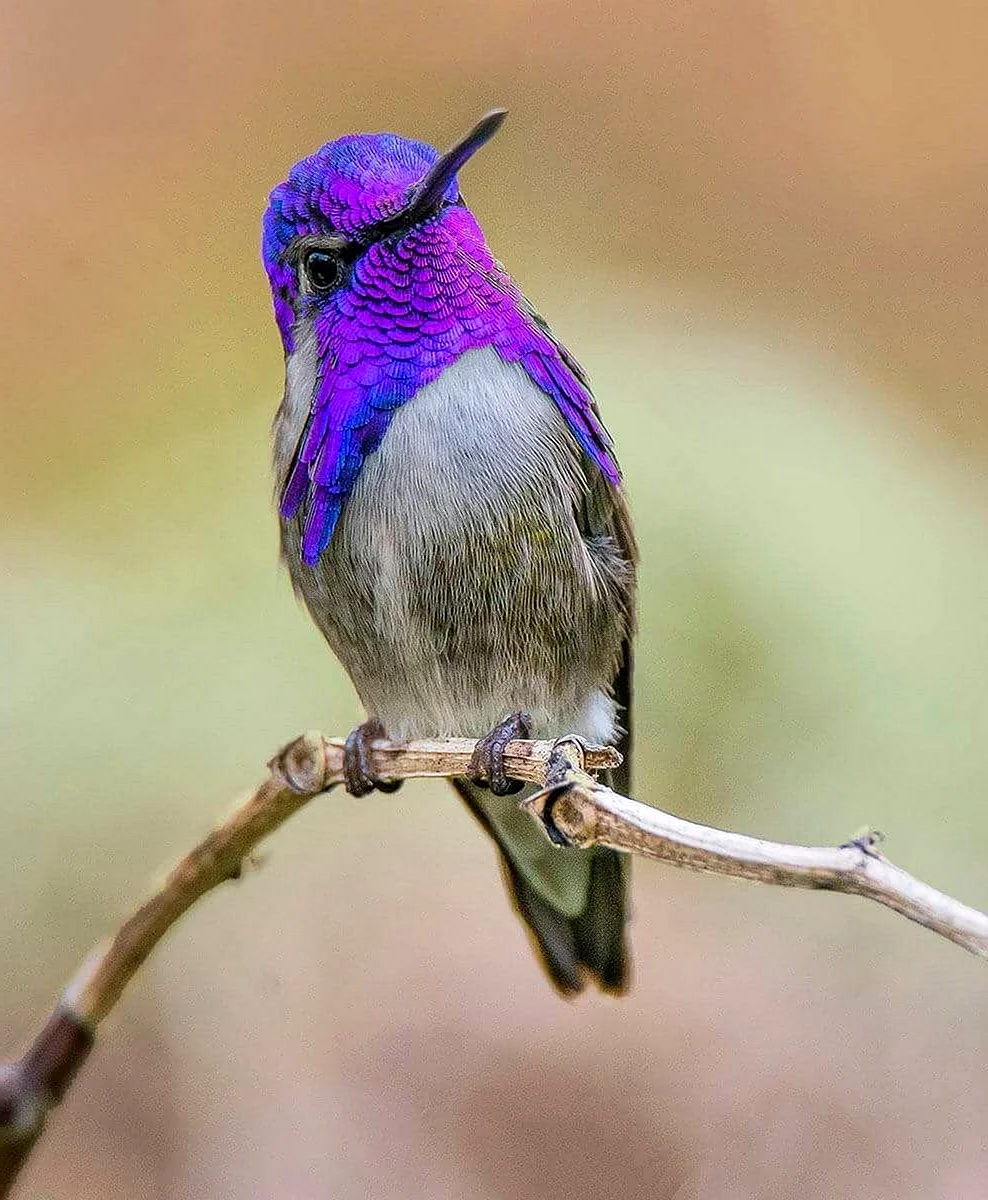 Колибри птица фиолетовая