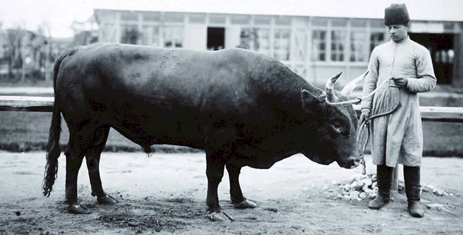 Колмынский бык теленок
