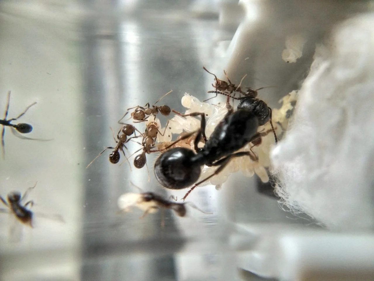 Колония муравьев Messor structor