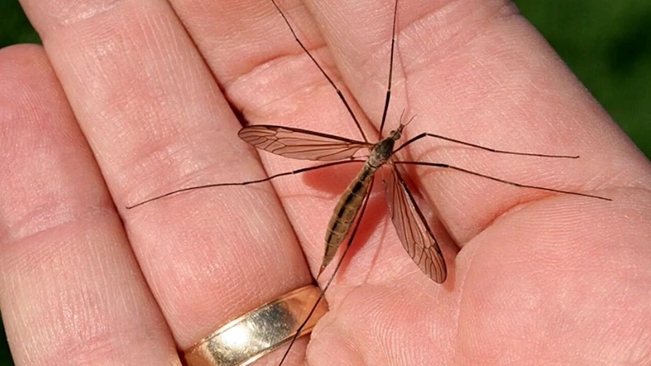 Комар гигант - долгоножка