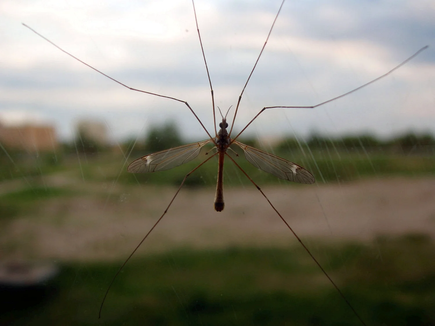 Комар гигант - долгоножка