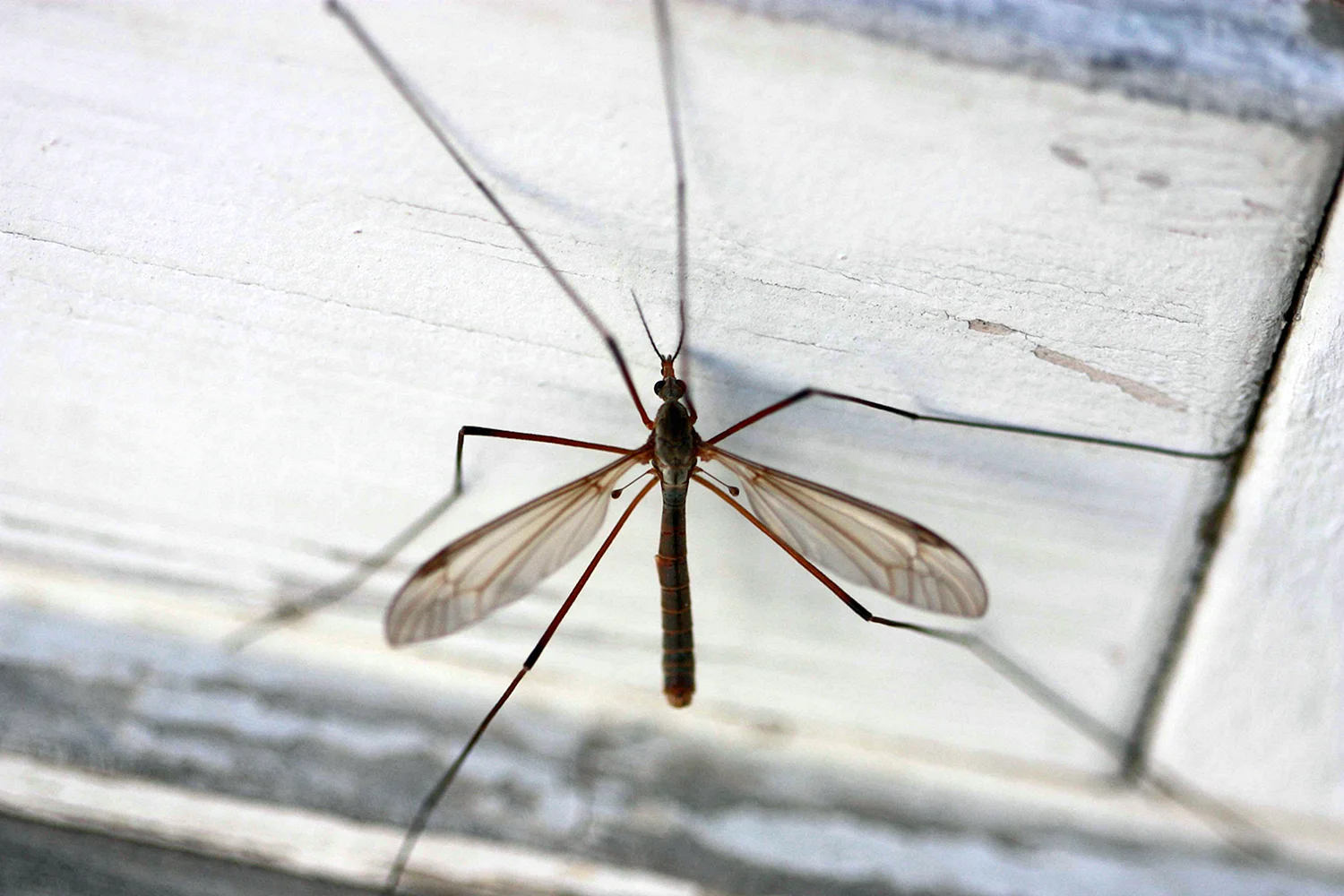 Комары-долгоножки