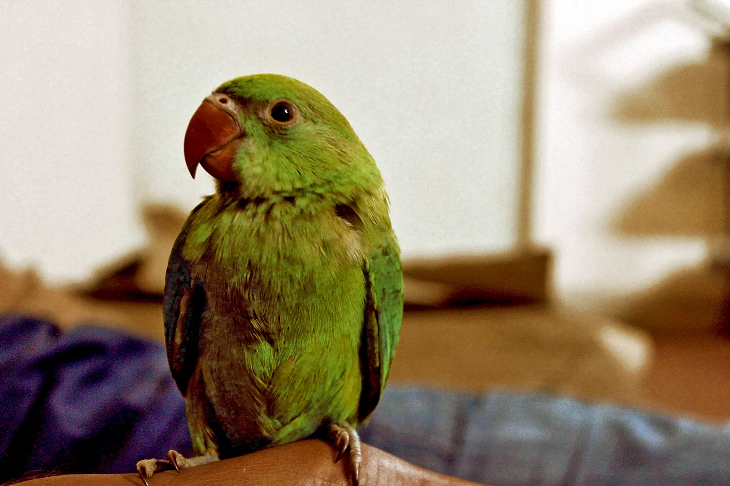 Комнатные попугаи