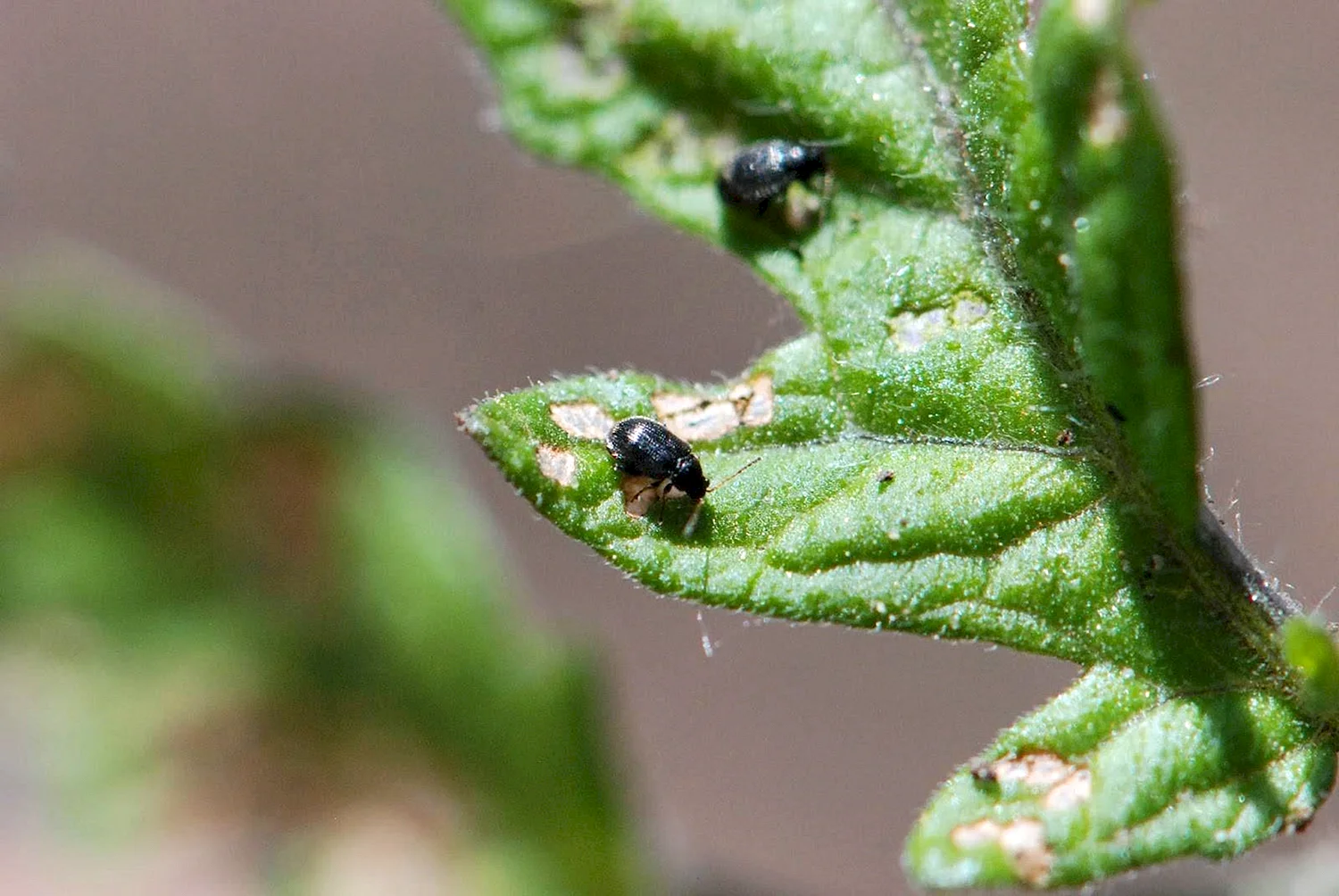 Комнатные вредители на растениях черные жучки