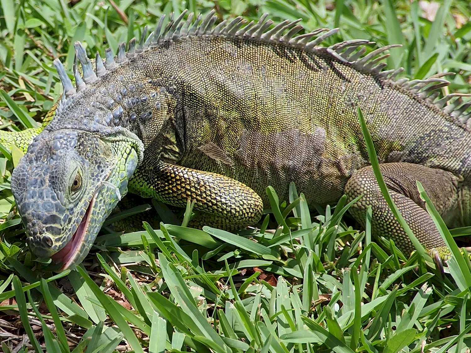 Комодо ящерицааллмгатор