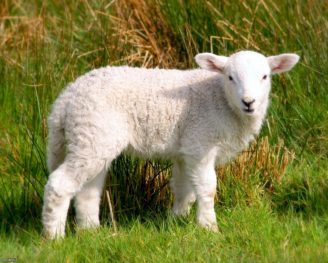 Комолая овца