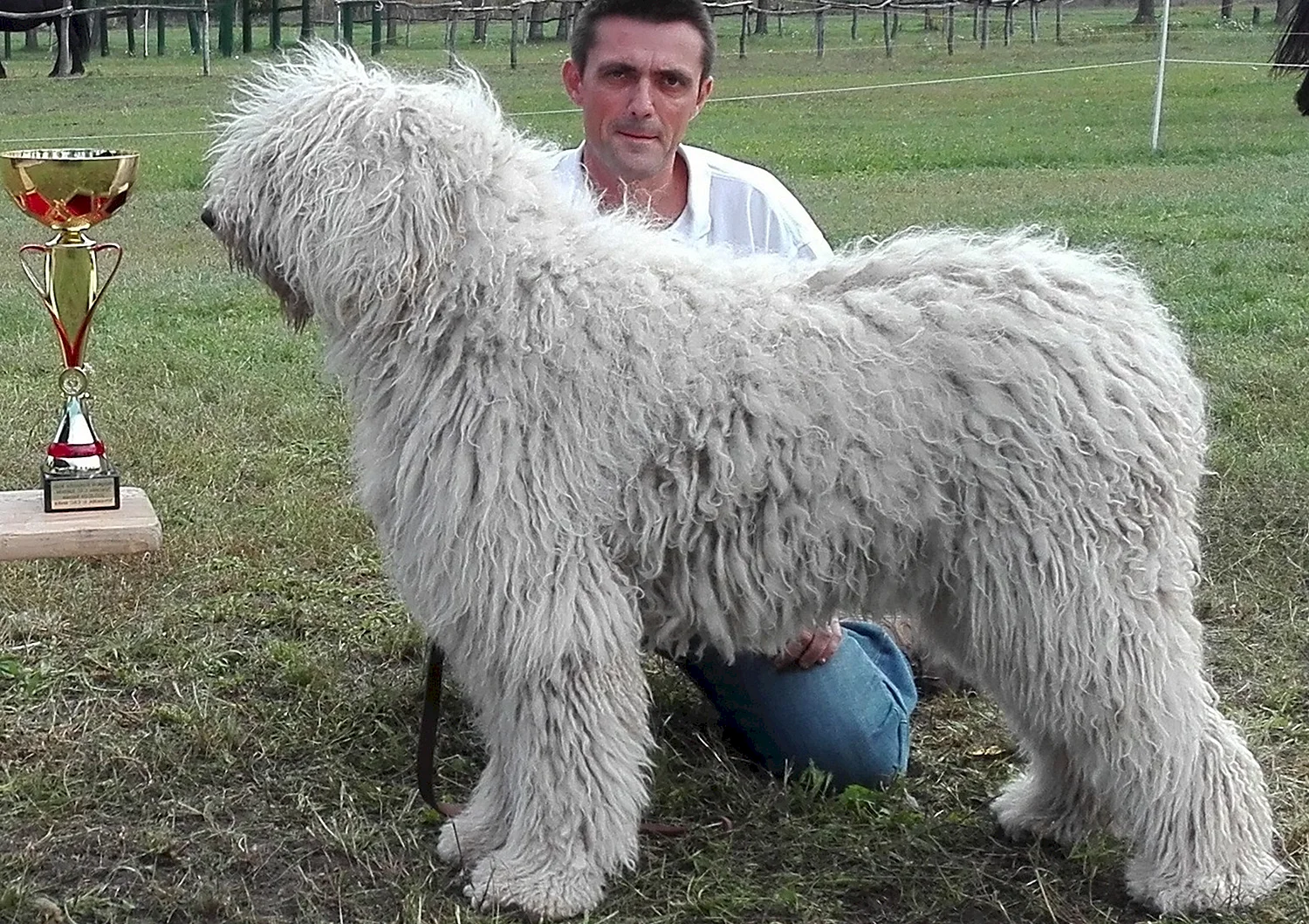 Комондор (венгерская овчарка)/бергамская овчарка