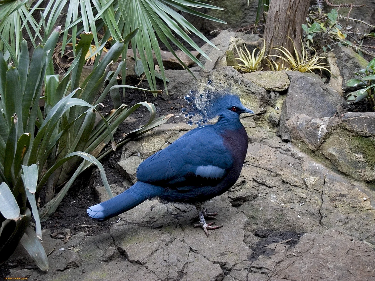 Коморский синий голубь