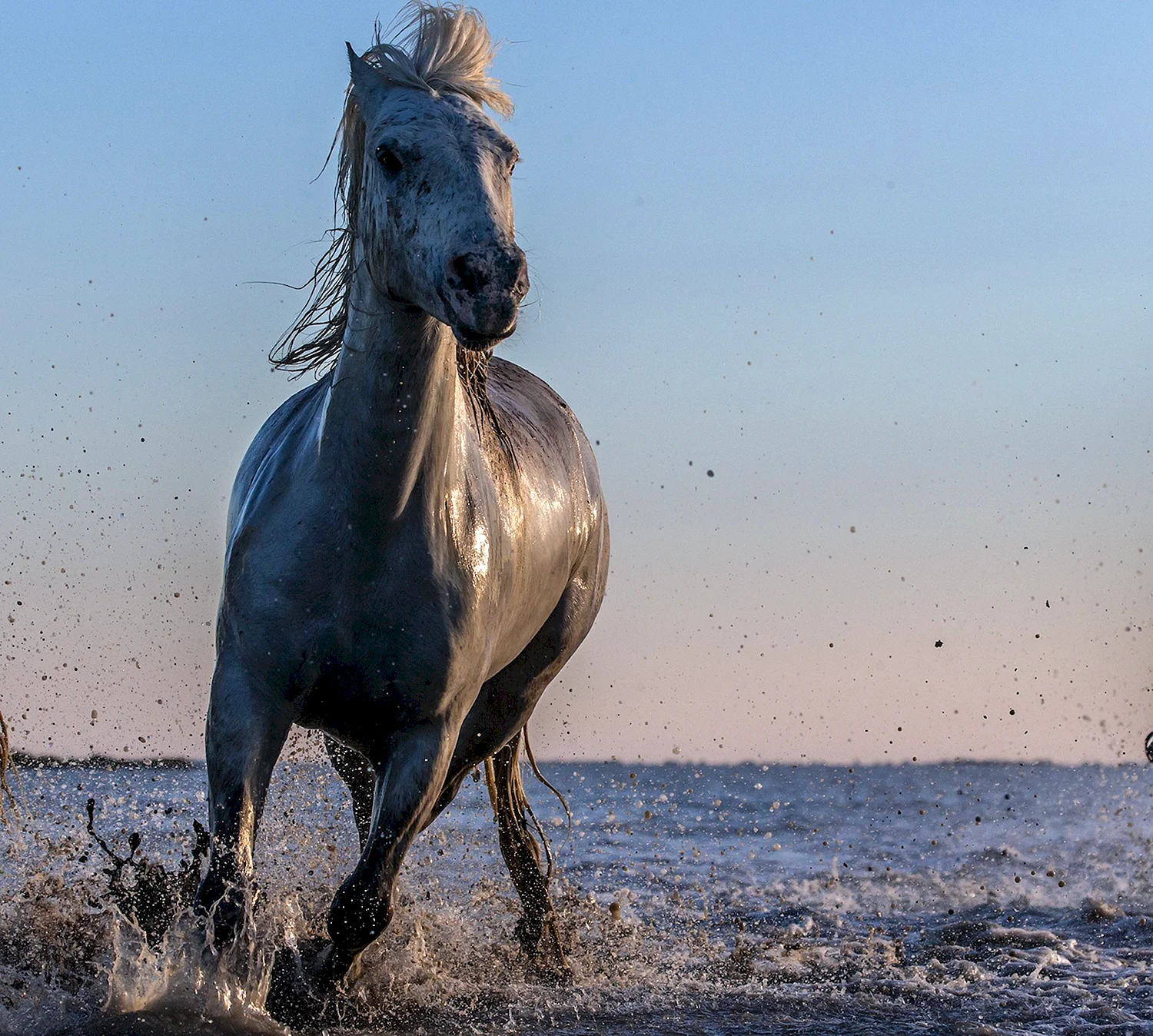 Конь из воды
