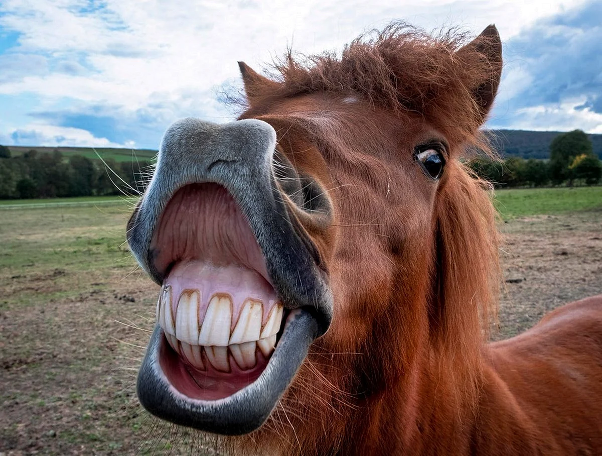 Конь улыбается