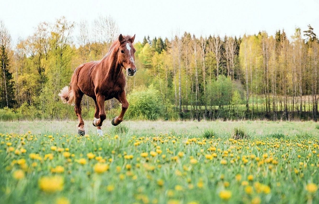 Конь в поле