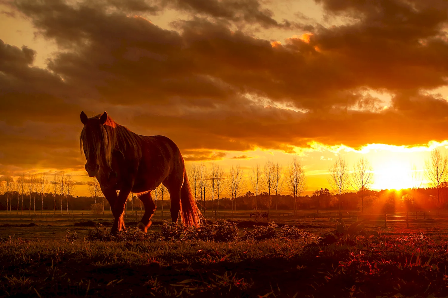 Конь в поле на закате