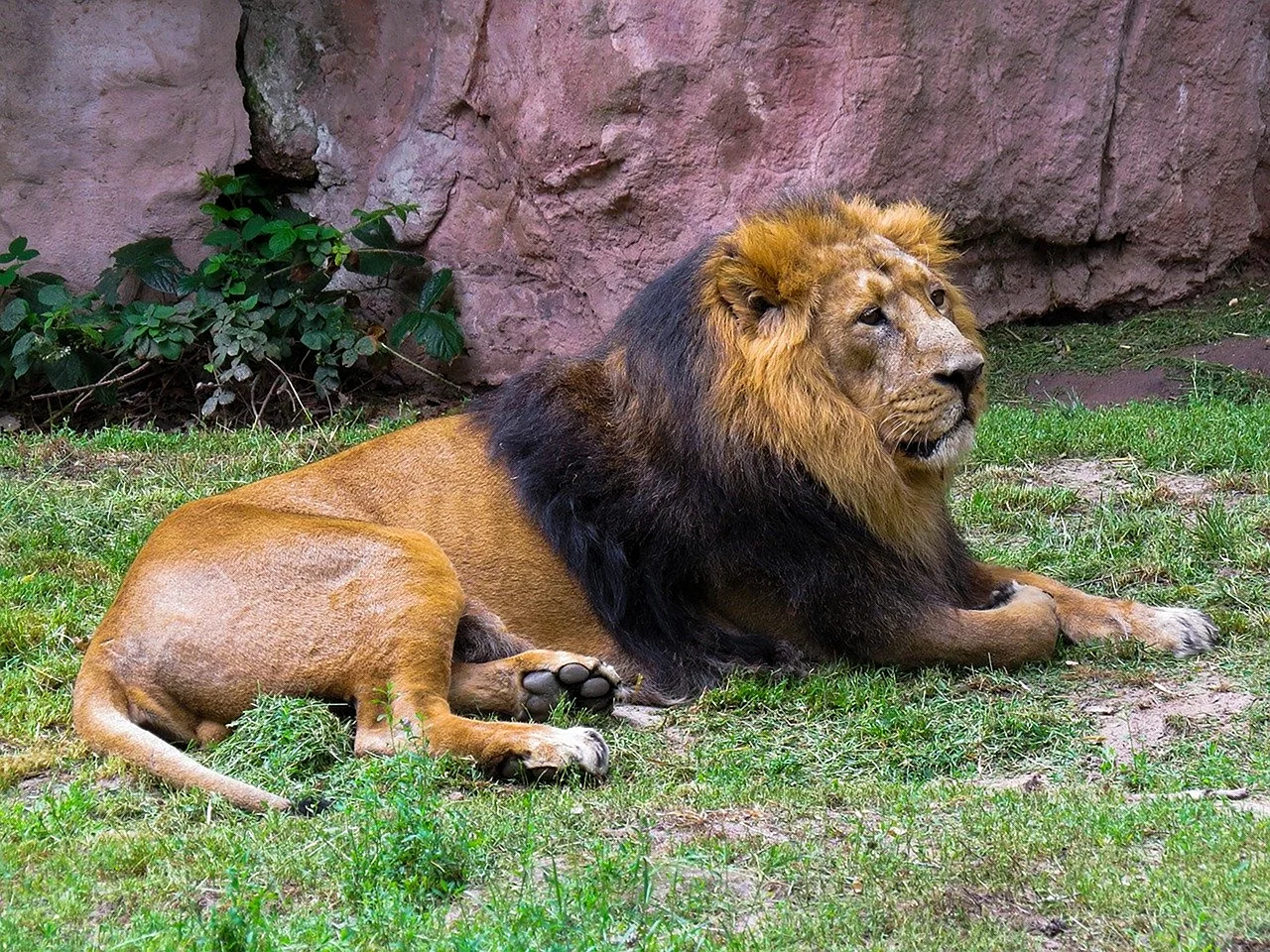 Конголезский Лев