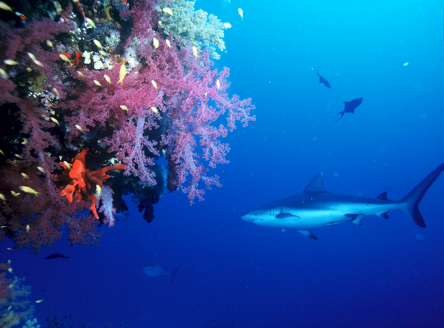 Коралловые рифовая акула