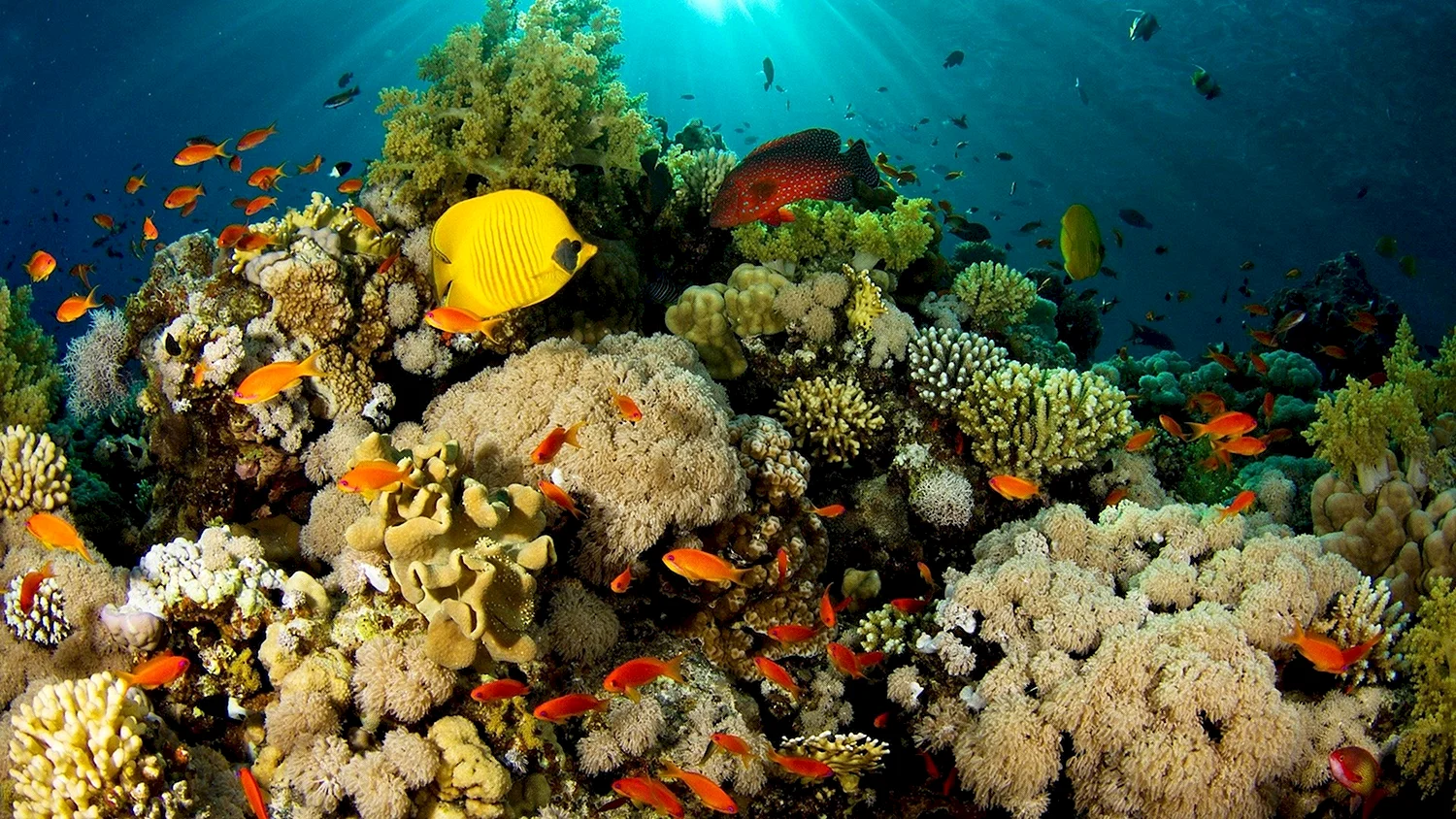 Коралловые рифы красного моря
