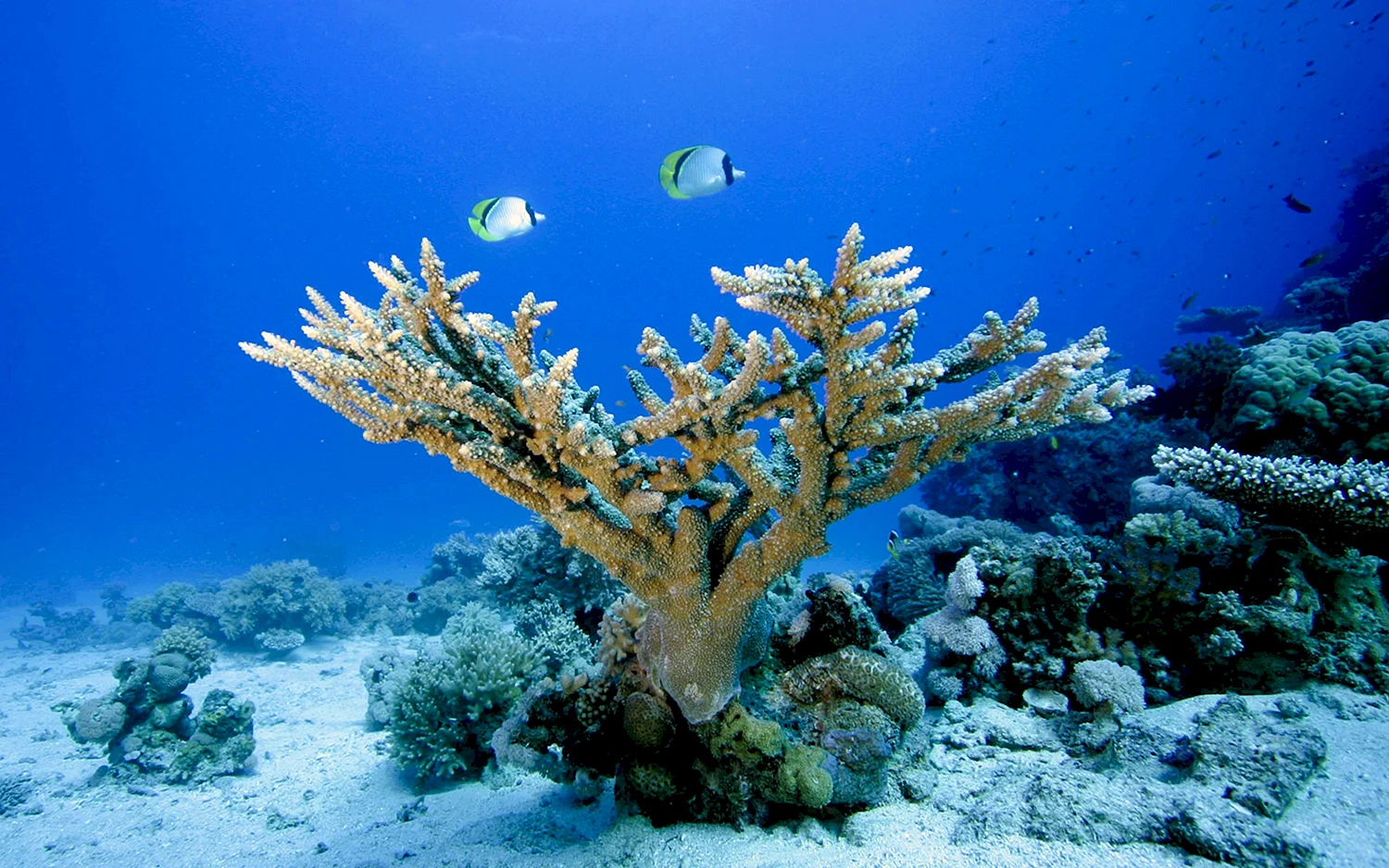 Кораллы Сайпан