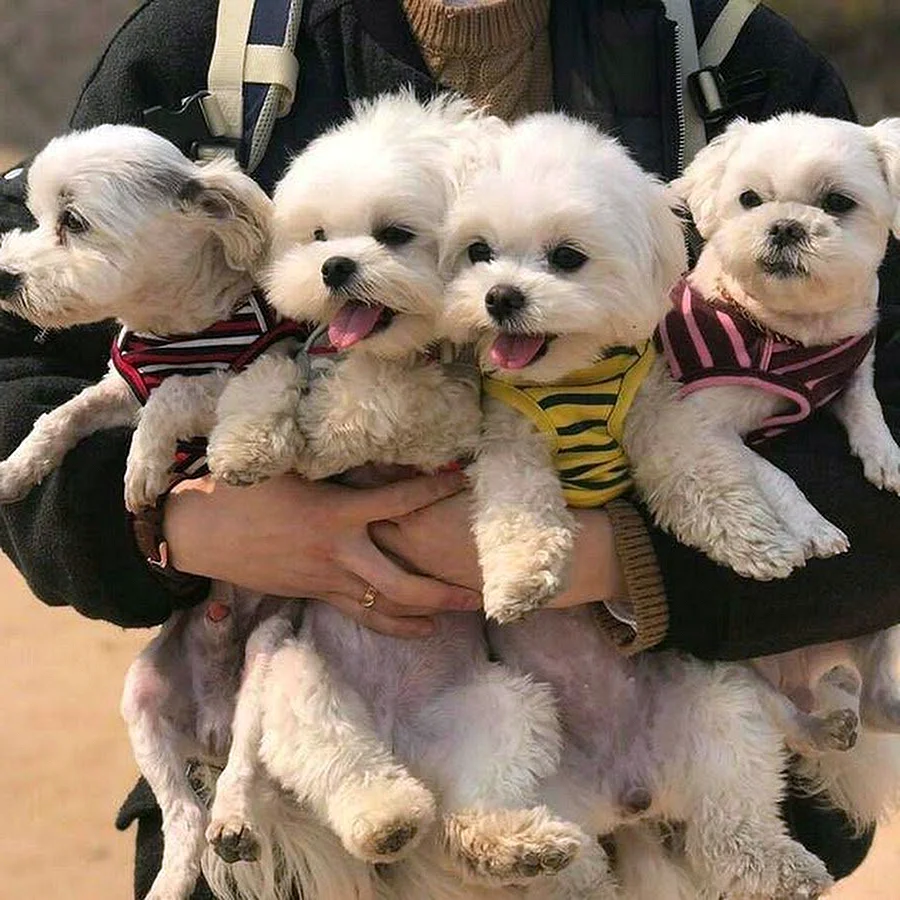 Корейские собачки