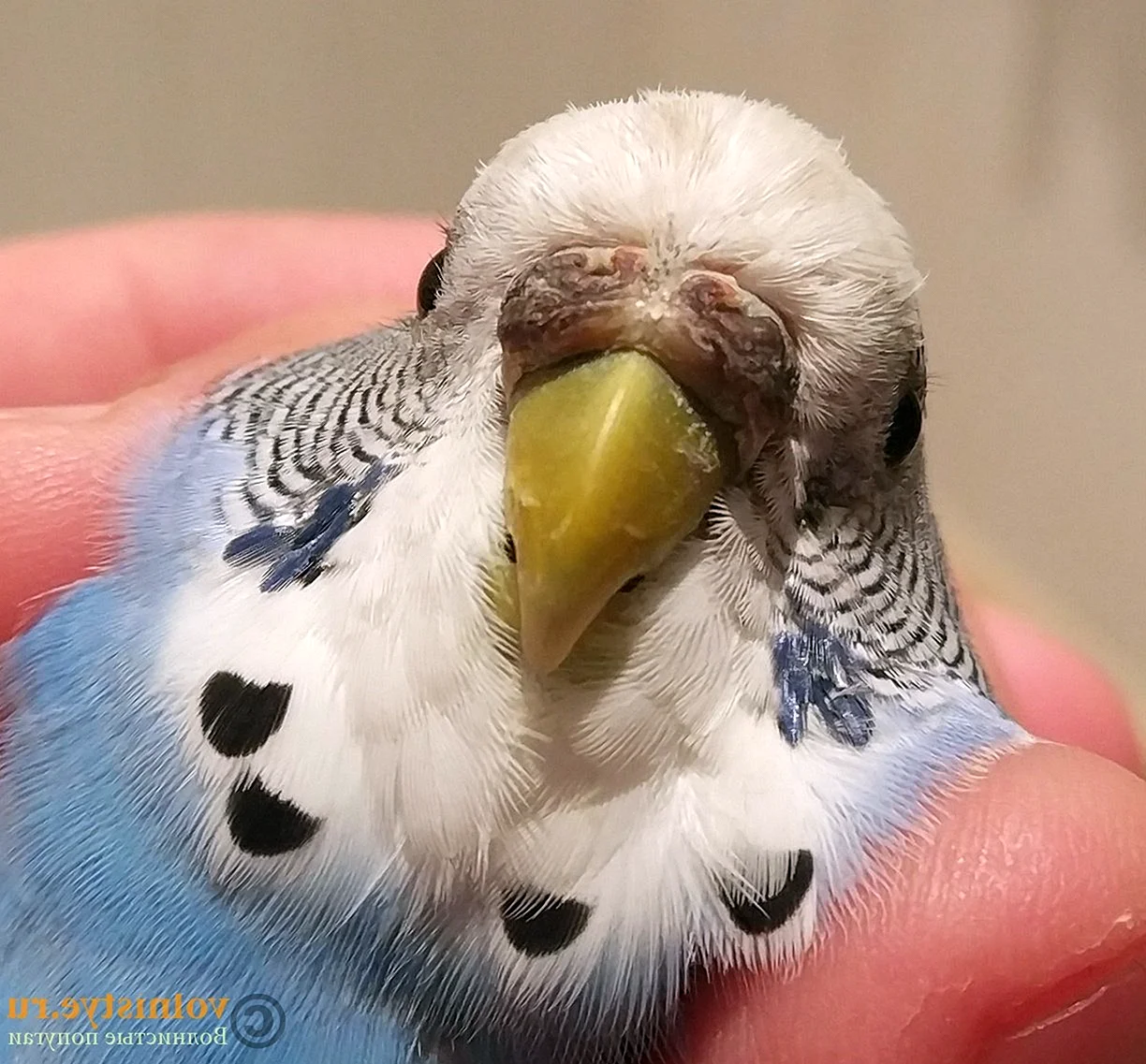 Коричневая восковица у волнистого попугая у самки
