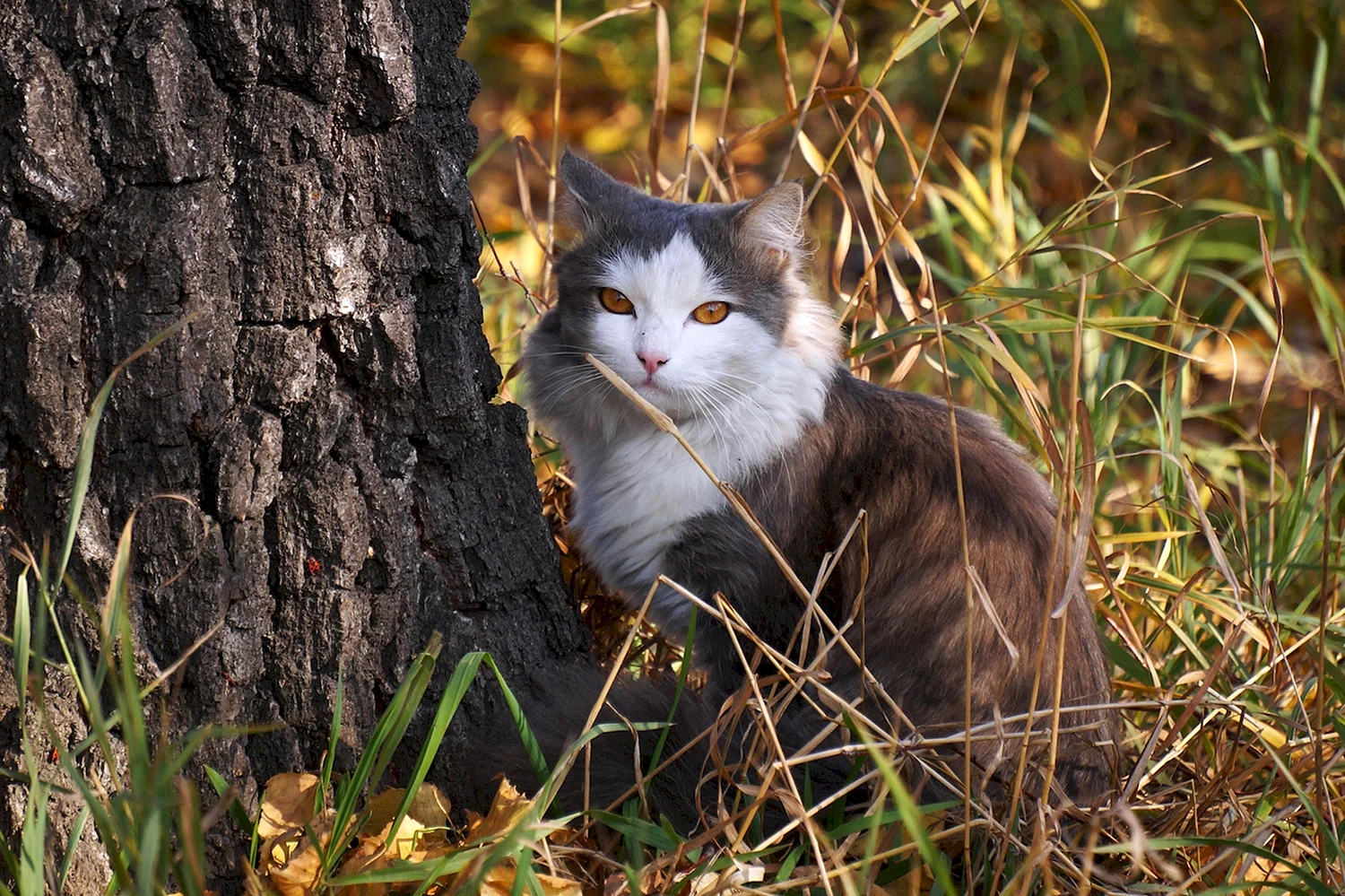 Коричневый кот в лесу