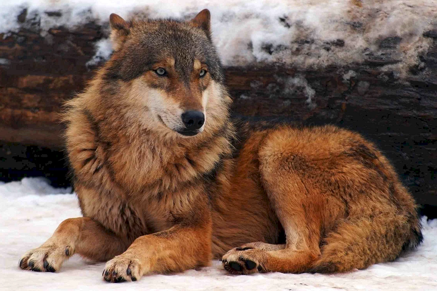 Коричневый волк