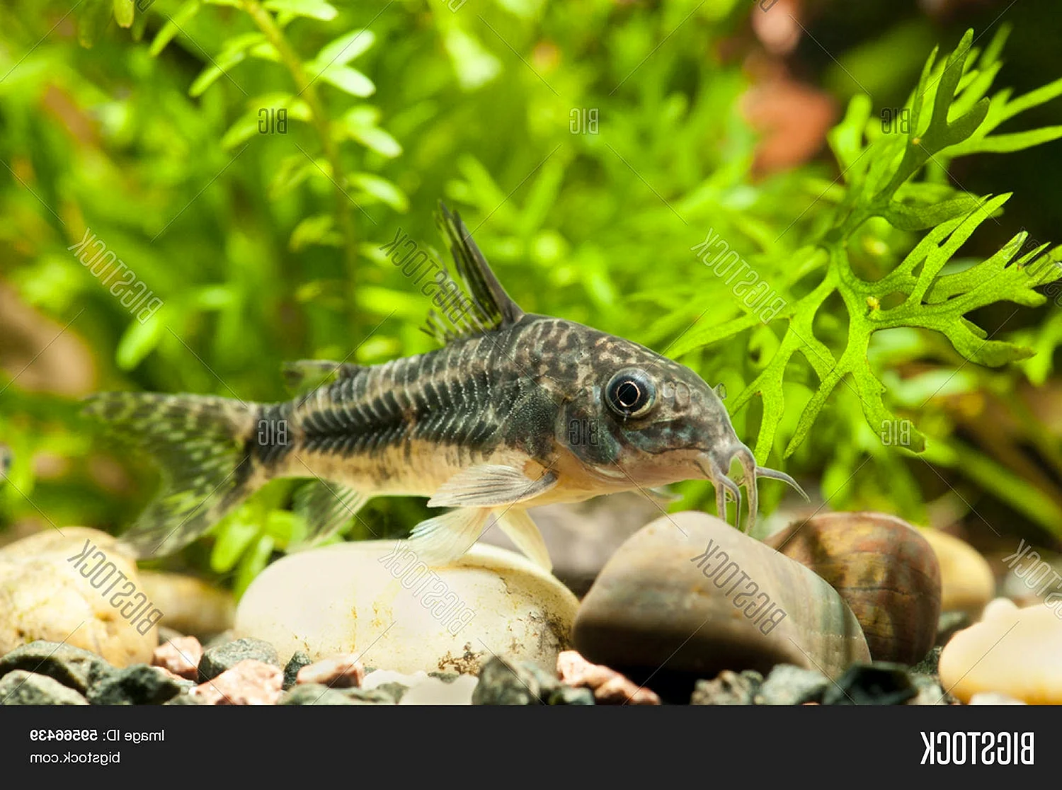 Коридорас аквариумная рыбка