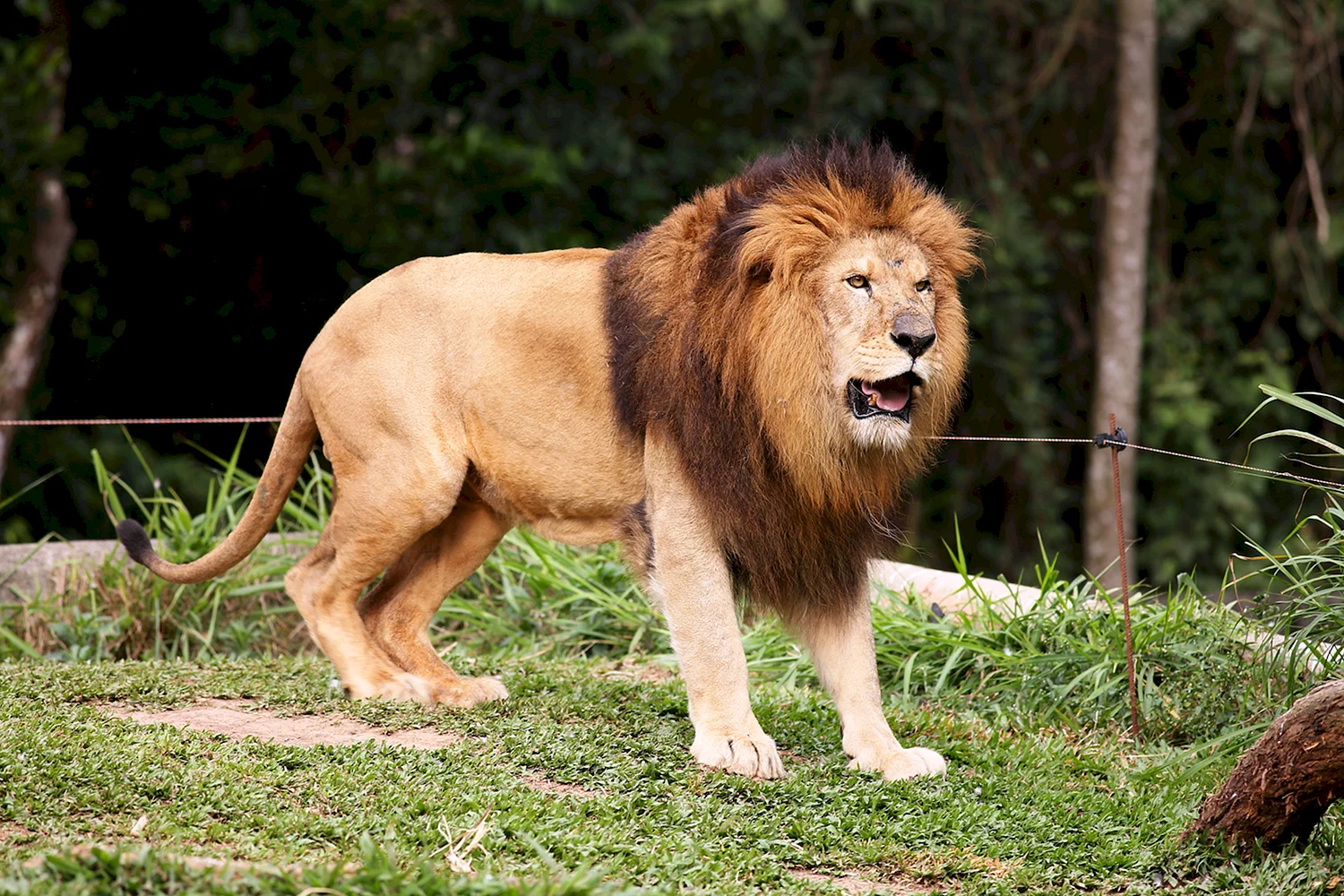 Король Лев джунгли