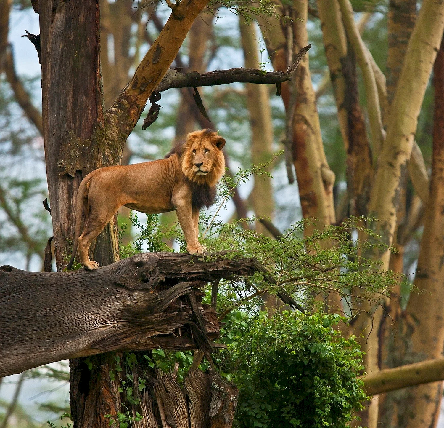 Король Лев джунгли